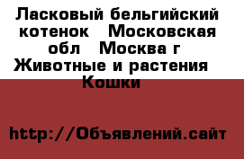 Ласковый бельгийский котенок - Московская обл., Москва г. Животные и растения » Кошки   